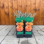 Ruža mnohokvetá (Rosa floribunda) 'ORANGE SUNSHINE' - výška 10-20 cm, kont. P11